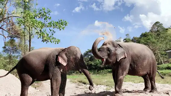 泰國清邁LG大象營+粘粘瀑布一日遊
