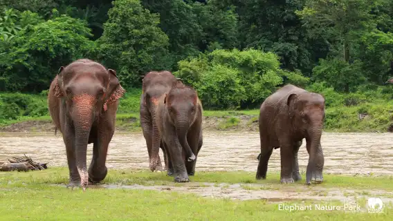 大象自然保護公園半日午後參觀行程