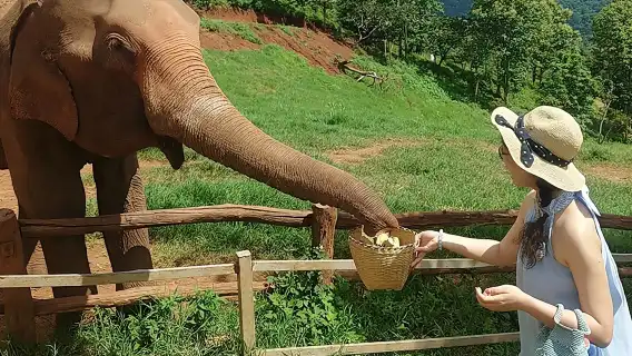 Chiang Mai Namtok Bua Tong-Nam Phu Chet Si National Park half-day tour/1-day tour [optional Chiang Mai Blue Temple/Tiger Kingdom]