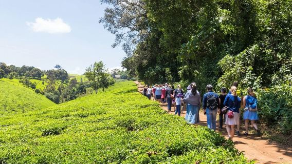 Depuis Nairobi : visite de la ferme de thé de Kiambethu et déjeuner