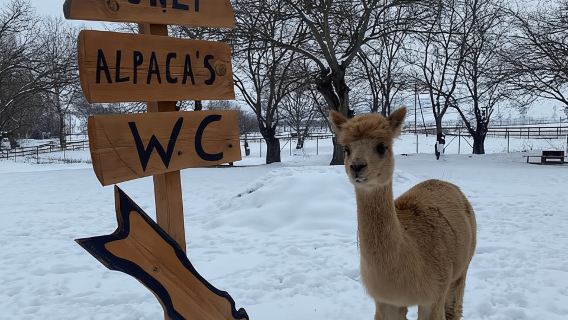 Da Baku: gita di un giorno a Shamakhi e alla fattoria degli alpaca