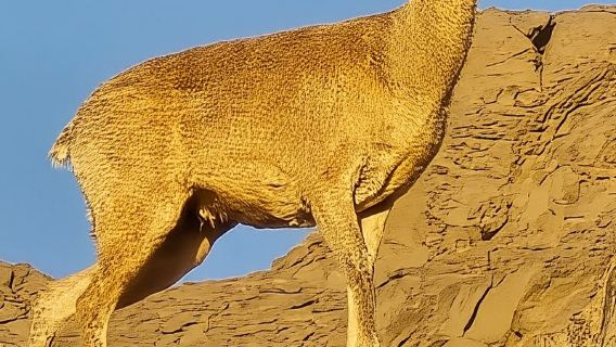 Swakopmund: Treasures of the Moonlandscape