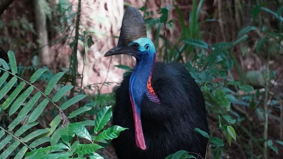 Cairns: Cape Tribulation, Beaches, Crocs & Swimming Day Tour