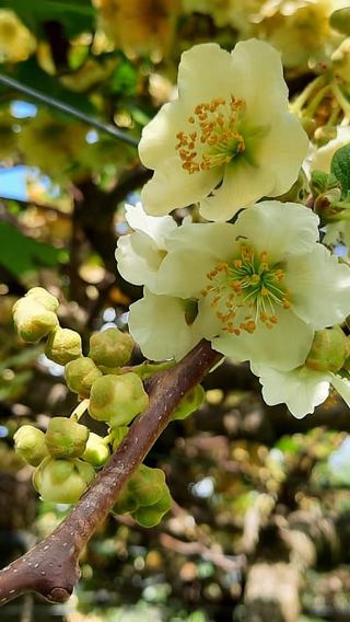 Tauranga: Kiwifruit Destination and Sights Shore Excursion