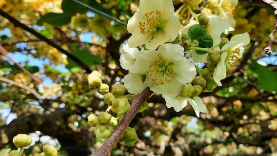Tauranga: Destinasi dan Pemandangan Buah Kiwi, Wisata Pantai