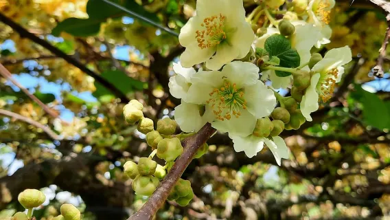 Tauranga: Excursión en tierra para descubrir el kiwi