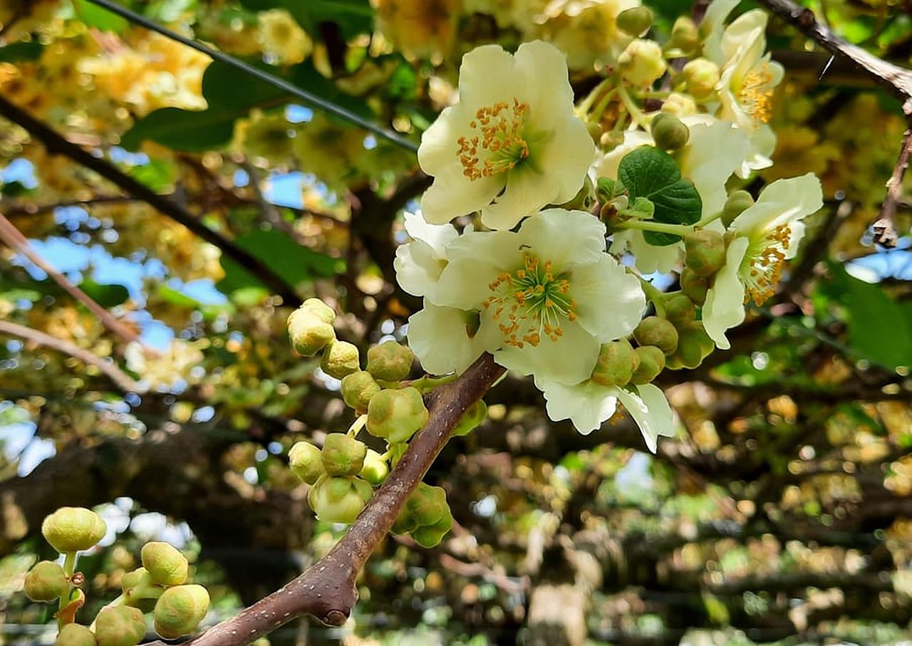 Tauranga: Kiwifruit Destination and Sights Shore Excursion