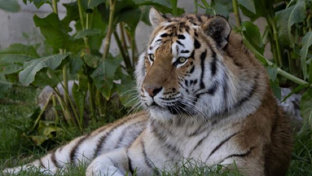 Madrid: Zoo Aquarium Madrid Ticket