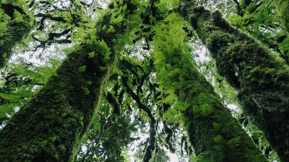 Laluan Pilihan 2 Tengchong: Mendaki 3-9km di Hutan Primitif Bola Bulu Gaoligongshan + Dapur Hutan + Kolam Air Panas Semula Jadi