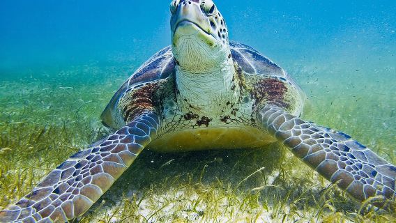Private Turtle Snorkel Adventure in Akumal
