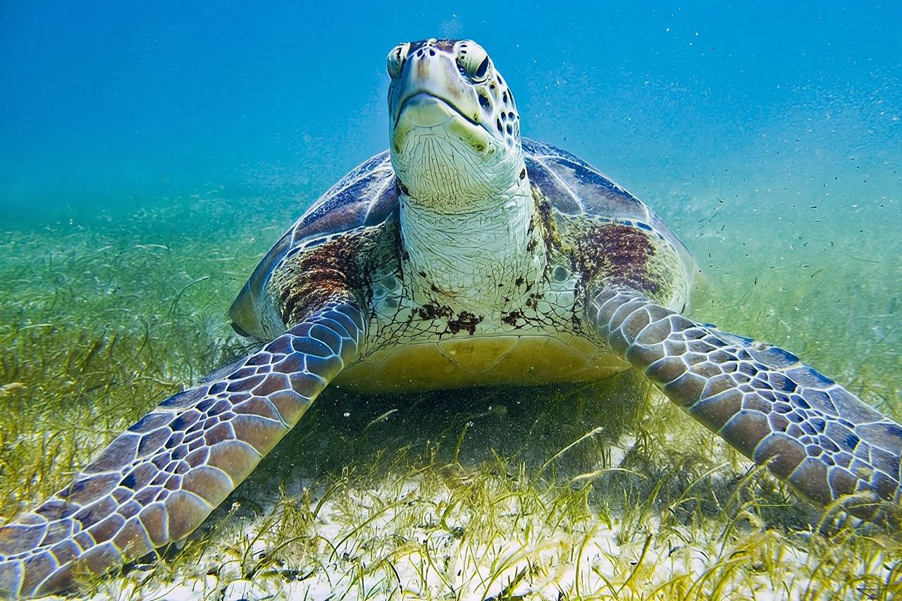 Private Turtle Snorkel Adventure in Akumal