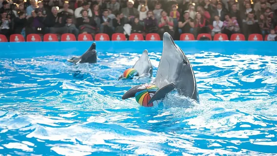 Pattaya Dolphinarium [Màn trình diễn cá heo|Tùy chọn bơi cùng cá heo|hoạt động gia đình ưu đãi