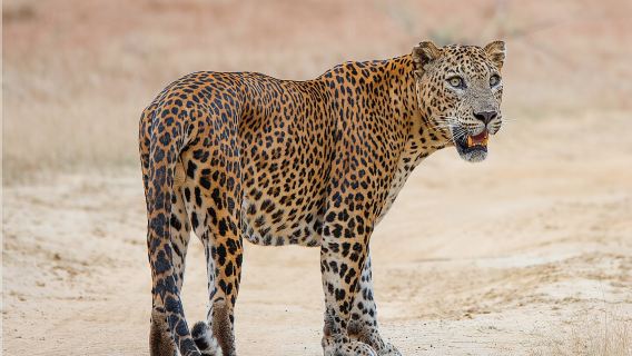 Spezielle Leoparden-Safari-Touren im Yala-Nationalpark mit Dinuka Safari