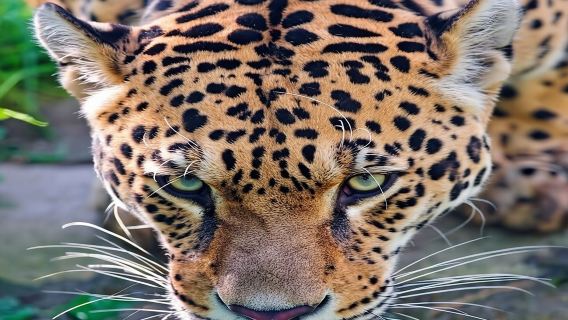 Perjalanan Berkendara Setengah Hari ke Taman Nasional Nairobi