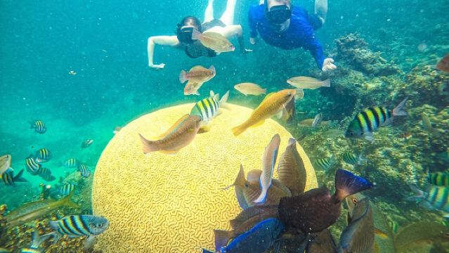 Snorkelen voor alle leeftijden & luxe vislunch in Punta Cana