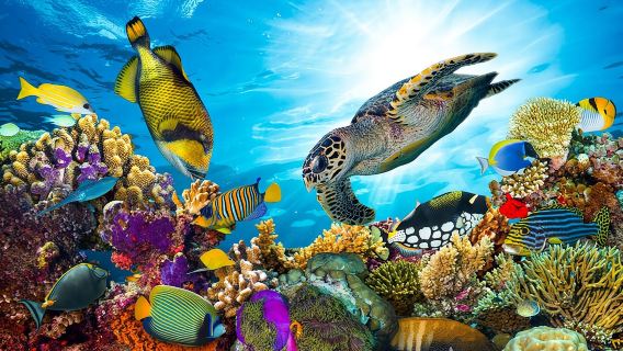 Snorkel Cat All Inclusive Adventure 