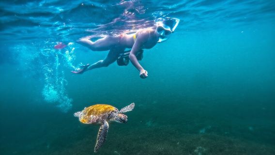 Puerto Rico Jet Snorkel dengan Penyu dan Video di San Juan