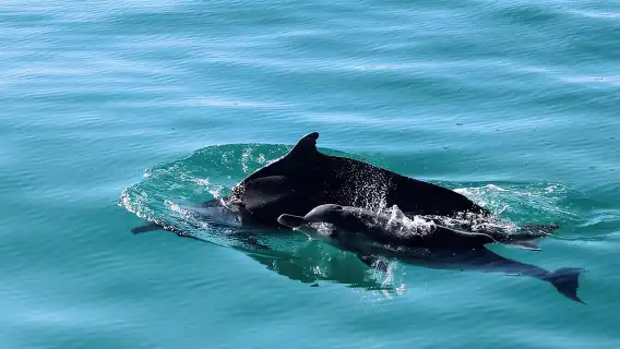 Marine Big 5 Safari: ขับรถเอง