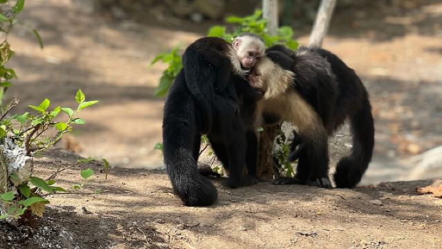 Monkey, Crocodile, Sloths & Beach Experience