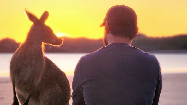 Sunrise with the kangaroos and wallabies