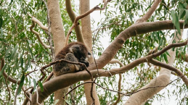 Perth: Pinnacles Desert Zonsondergang & Sterrenkijken met Diner