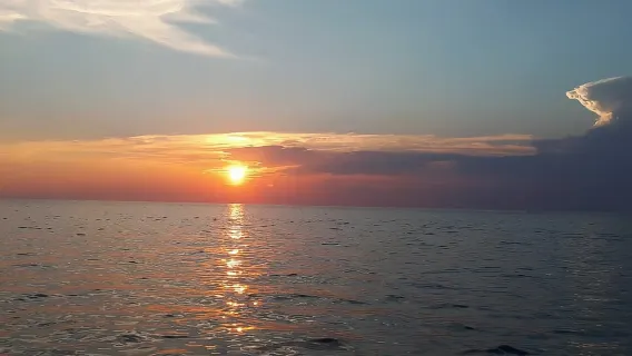 Vrsar : excursion en bateau pour observer les dauphins, boissons comprises