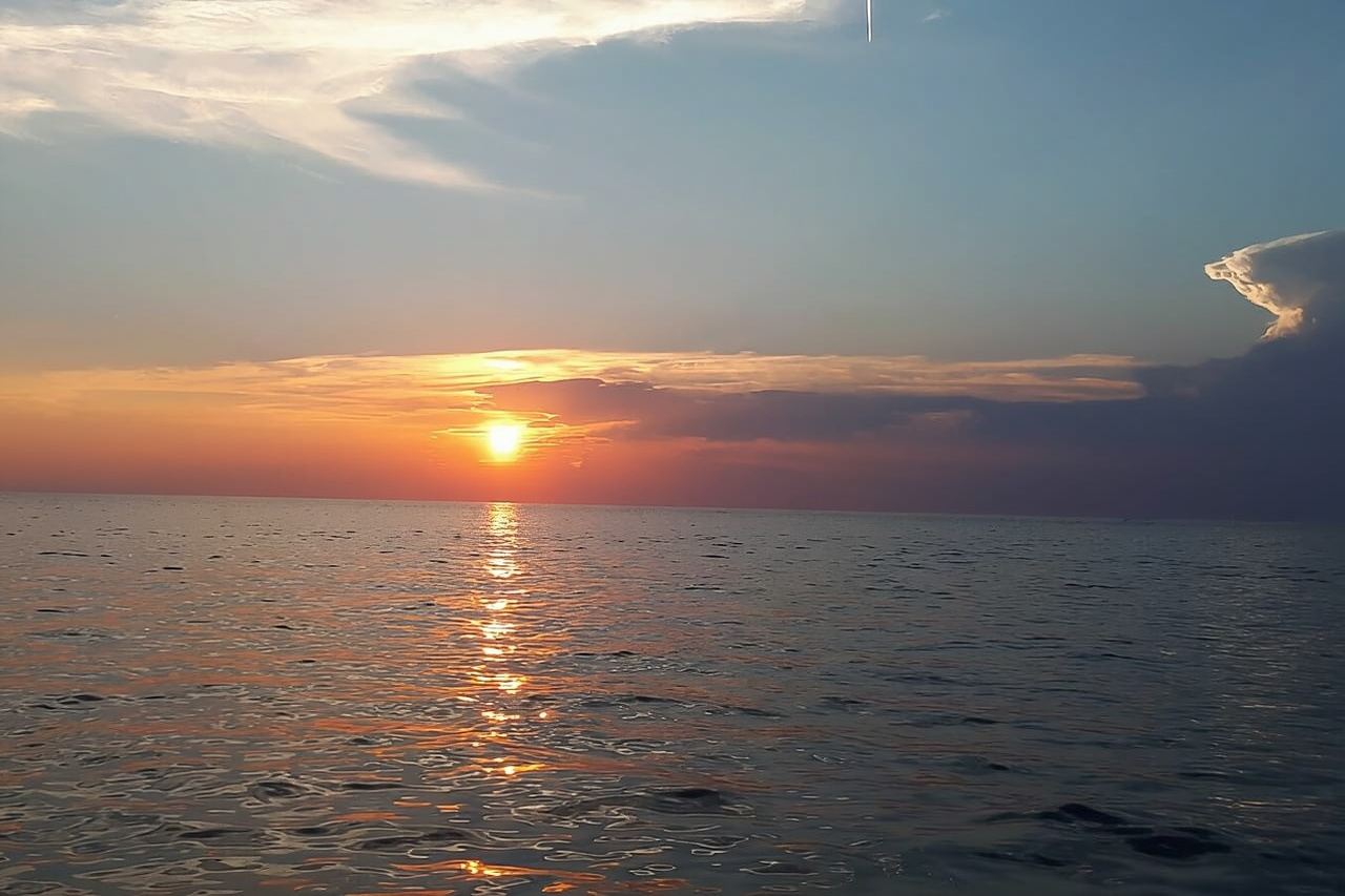 ヴルサール：ドリンク付きイルカウォッチングボートツアー