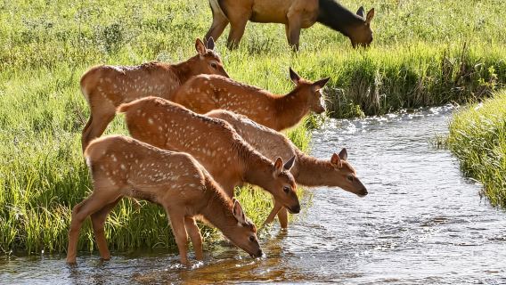 Halbtägige RMNP-Seen- und Wiesentour - RMNPhotographer