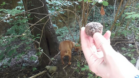 Langhe: Esperienza di Caccia al Tartufo