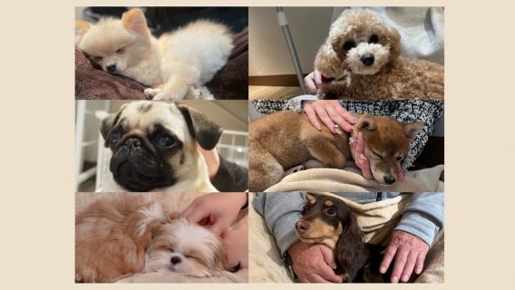 Play with puppies! Get up close with dogs and choose one of four workshop experiences.