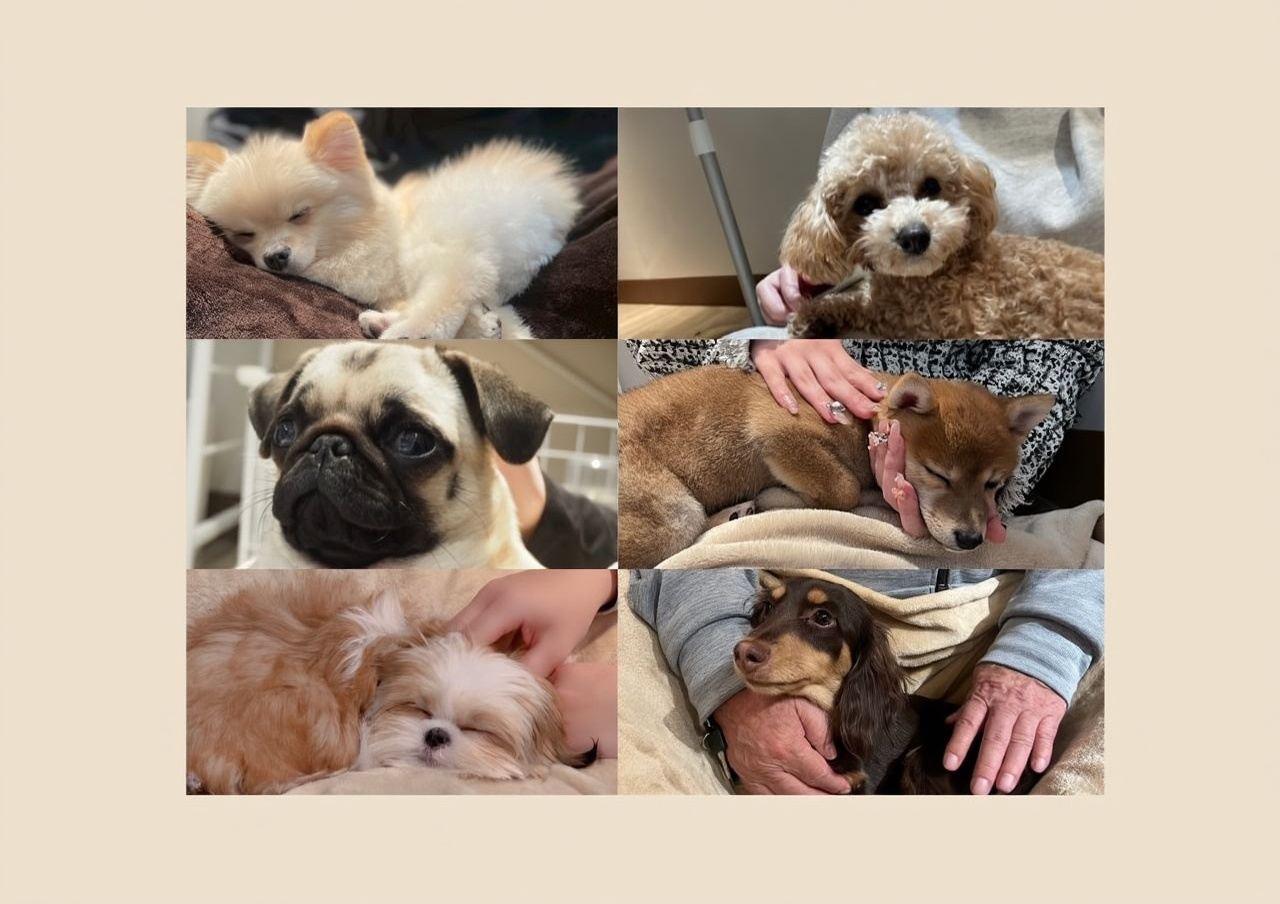 Play with puppies! Get up close with dogs and choose one of four workshop experiences.