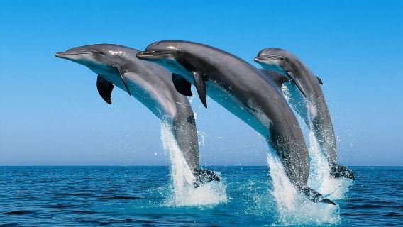 [Oman] Muscat Dolphin Tour|City hotel pick-up & drop-off