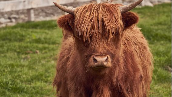 New Zealand - TSS Earnslaw Steamship Cruise & Walter Peak High Country Farm Experience