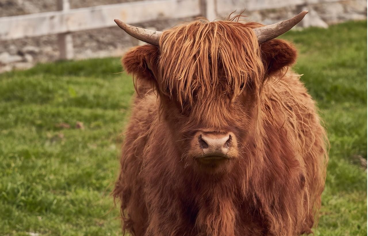 New Zealand - TSS Earnslaw Steamship Cruise & Walter Peak High Country Farm Experience