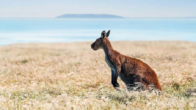 Kangaroo Island Small Group Day Tour from Adelaide | Seal Bay Conservation Park + 2 Landmarks