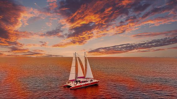 Snorkel with Turtles at WW2 Shipwreck Includes Sunset & BBQ
