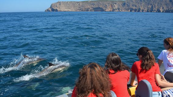 Boat tour with dolphin watching in Sesimbra