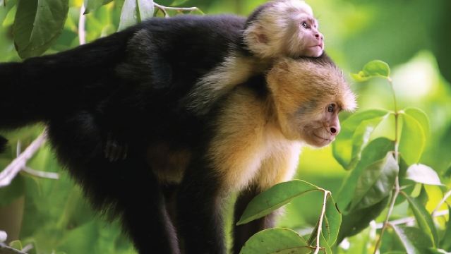 マヌエル・アントニオ国立公園ハイキングガイドツアー