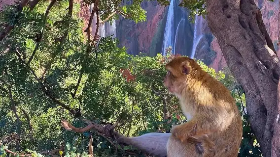 From Marrakech: Day trip to Ouzoud waterfalls and boat tour