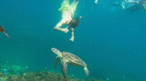 From Abu Dhabi: Snorkeling with turtles in Fujairah with BBQ 7