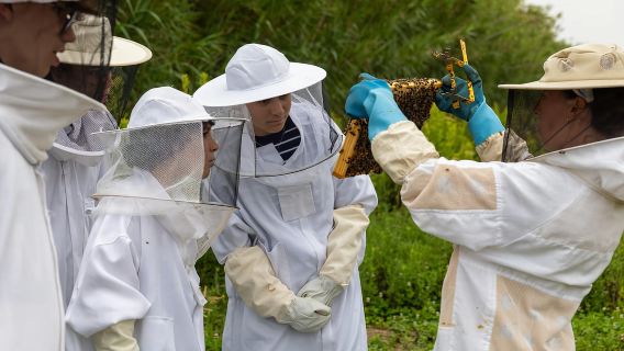 Ponta Delgada: Apiary Guided Tour