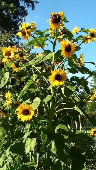 현수교 공원+그랜빌 아일랜드 퍼블릭 마켓+식물원 당일 치기 여행|입장권 불포함