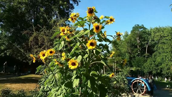 Capilano Suspension Bridge Park + Granville Island Public Market + Botanical Garden day tour