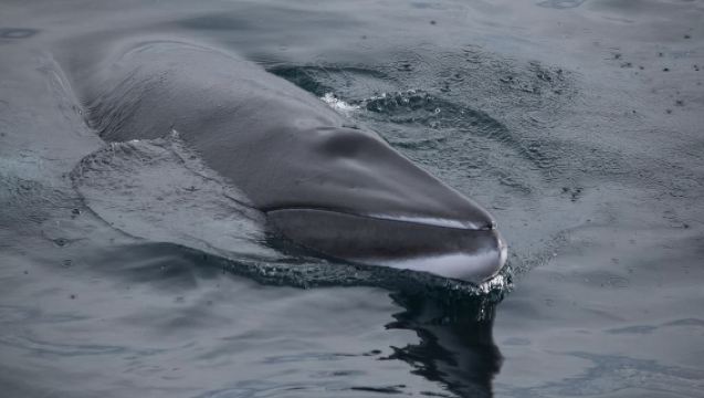 Whale Watching Boat Tour with Audioguide