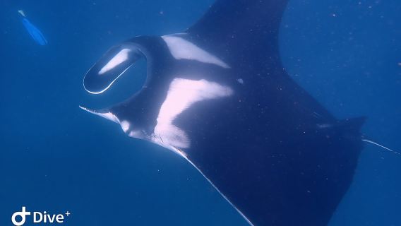 Fundive Catalina Islands (2 dives only for certified divers)