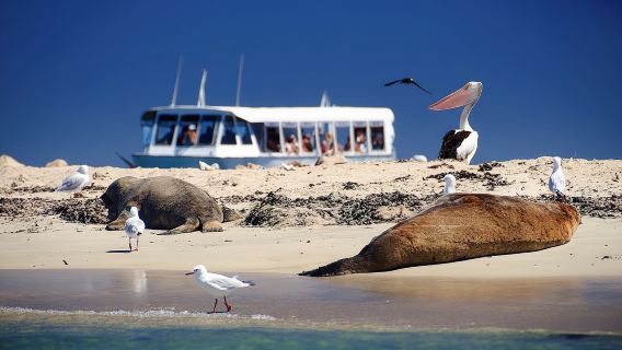 Crucero a la Isla de los Delfines, Leones Marinos y Pingüinos