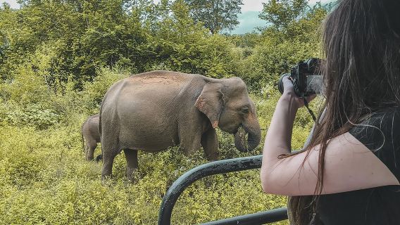 Half Day Udawalawe Safari (Entrance + Lunch)