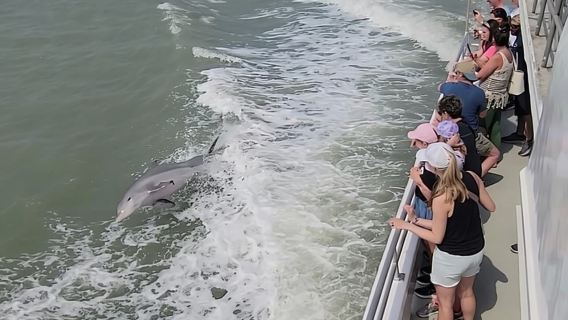 Tour di osservazione dei delfini al tramonto