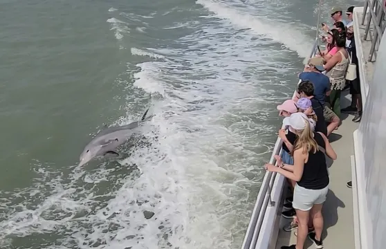 日落海豚觀賞之旅