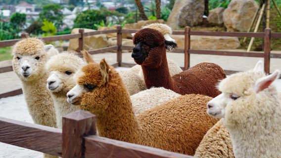 Triff die Alpakas & genieße die malerischen Aussichten von Wanagiri Hidden Hill Bali Tagesausflug